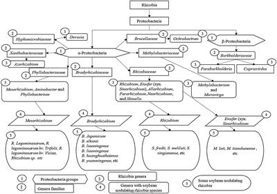 Soybean-Nodulating Rhizobia: Ecology, Characterization, Diversity, and Growth Promoting Functions